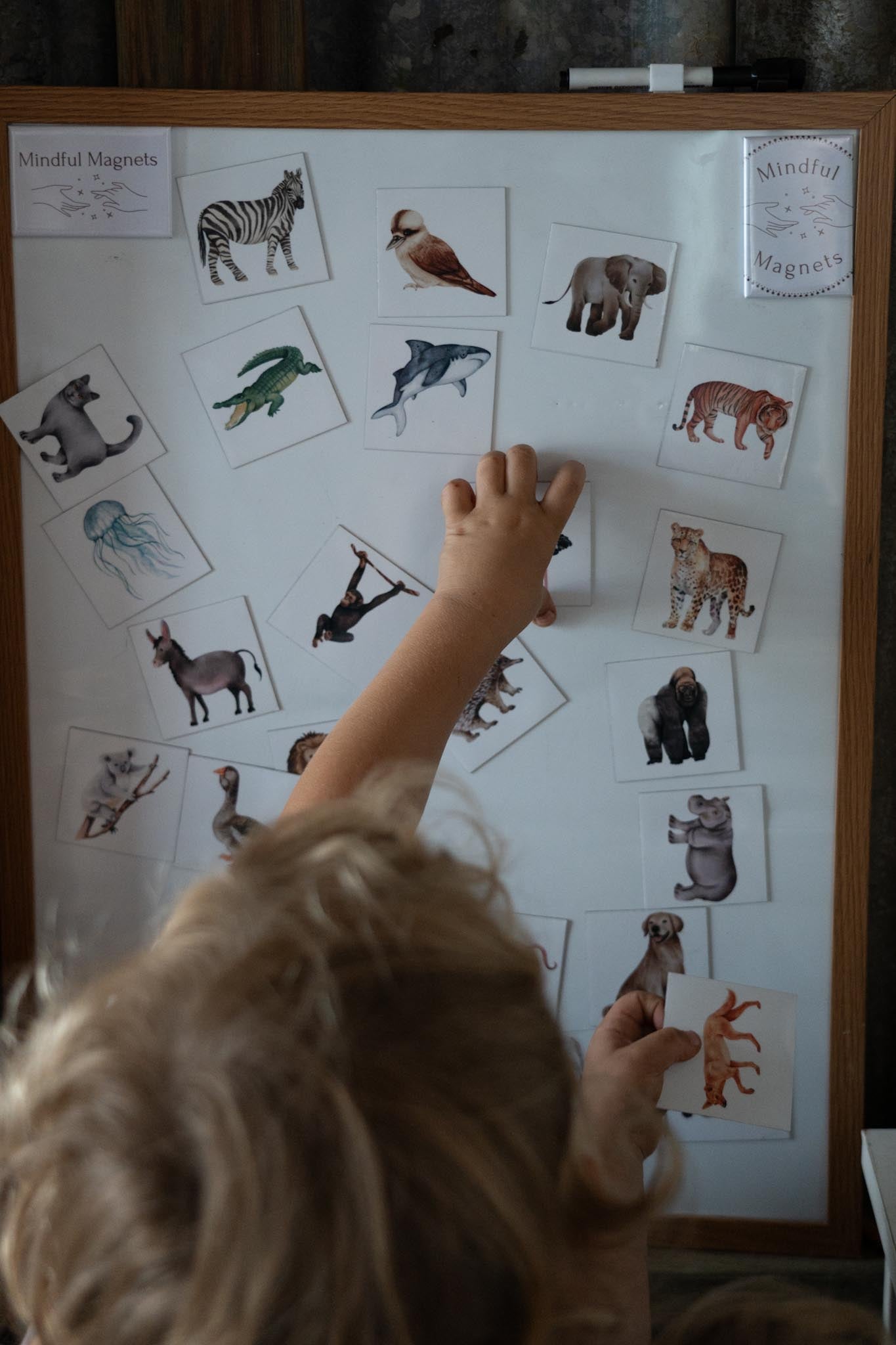 12 Pack Wildlife Magnets