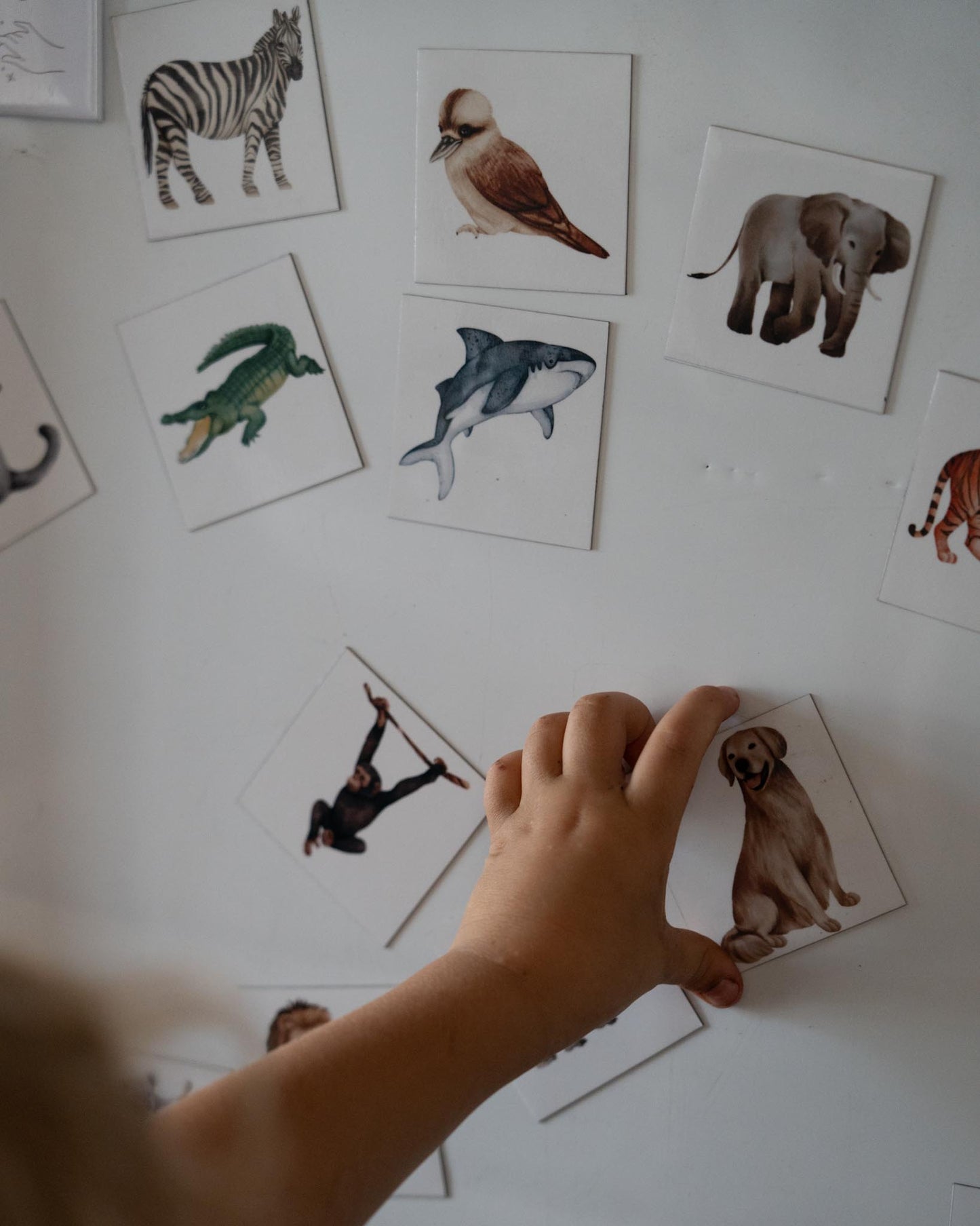 Wildlife Magnets Full Collection