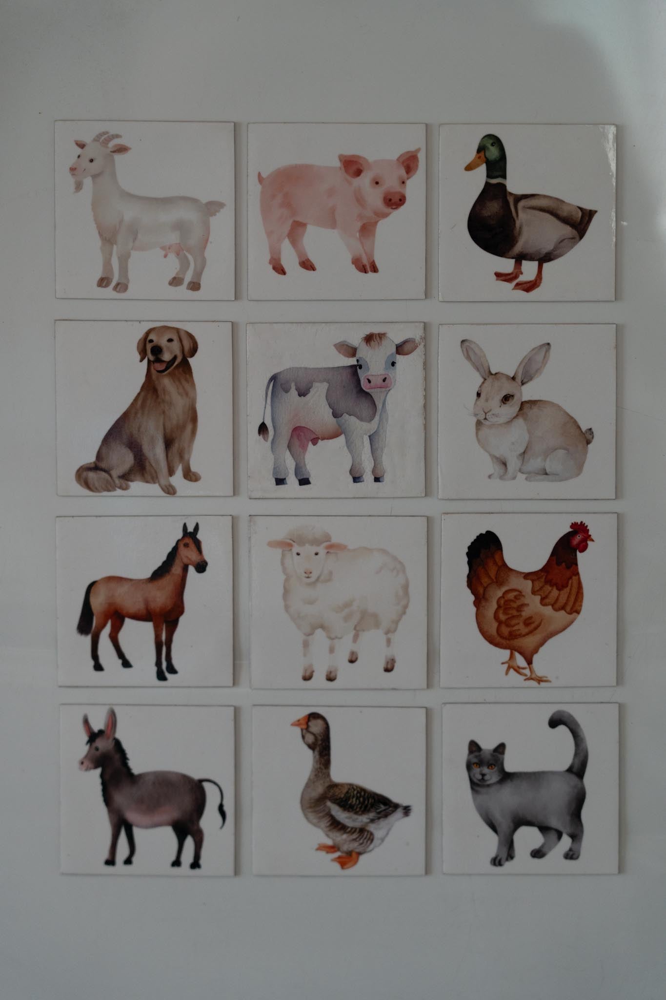 12 Pack Wildlife Magnets