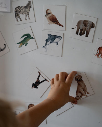 Wildlife Magnets Full Collection